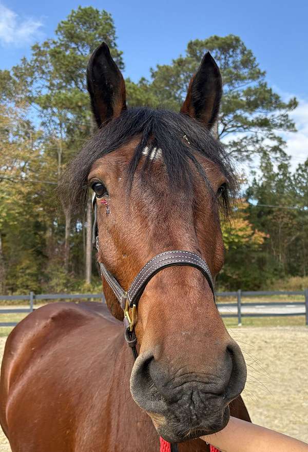 16-hand-belgian-gelding