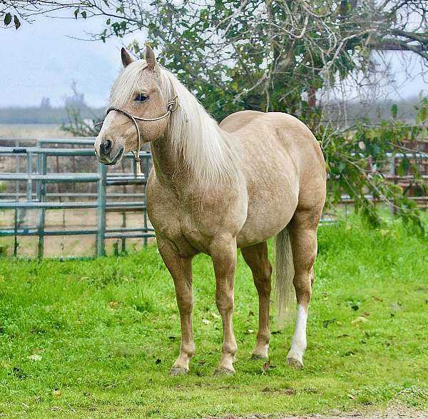 palomino-blaze-left-rear-sock-pony