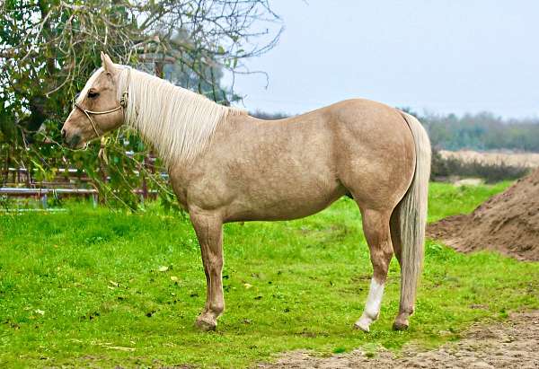 adults-paint-pony