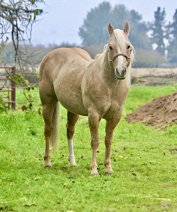 an-all-around-paint-pony