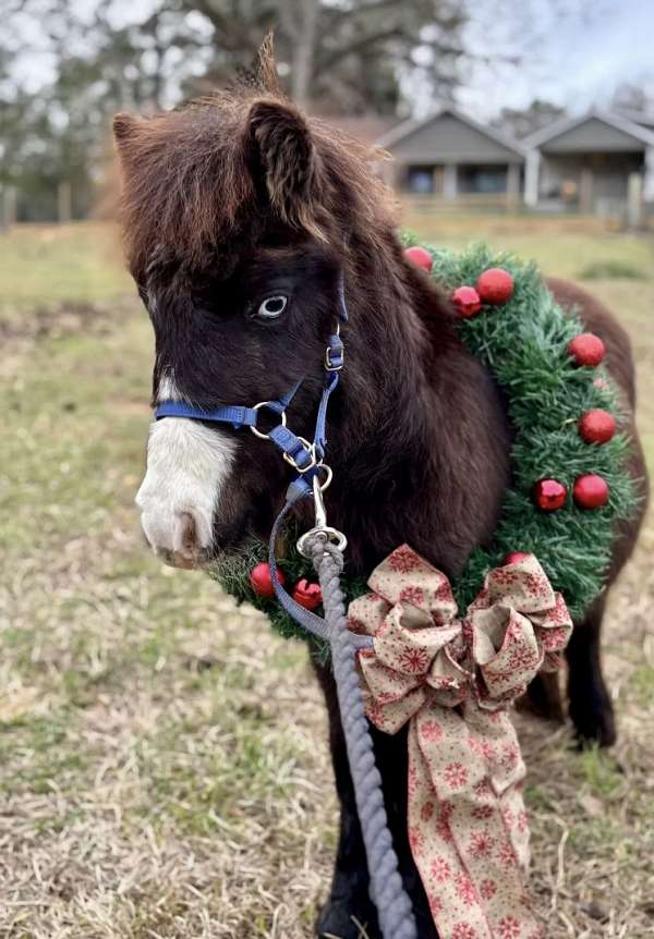 blue-eyed-miniature-horse