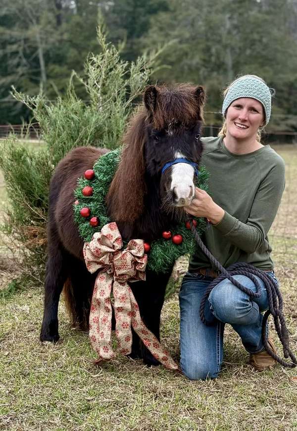 breeding-miniature-horse