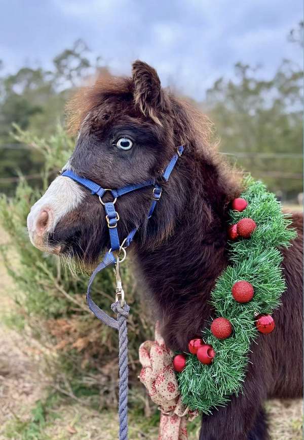 companion-miniature-horse