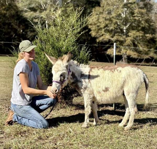 flashy-halter-donkey-spotted-donkey