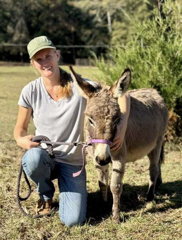 breeding-donkey
