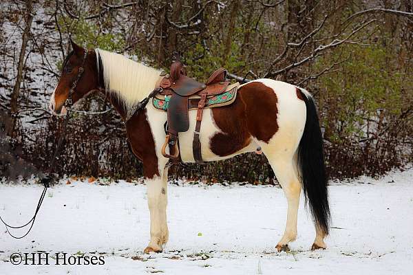working-cat-spotted-saddle-horse