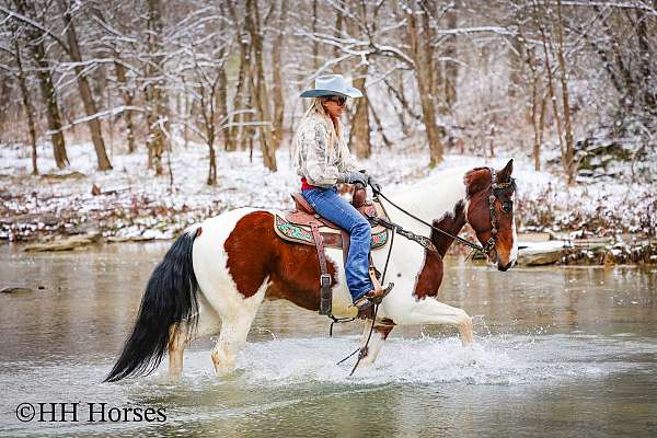 all-around-spotted-saddle-horse