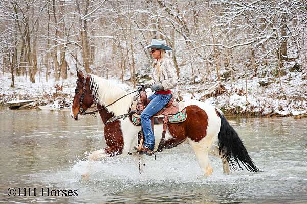 athletic-spotted-saddle-horse