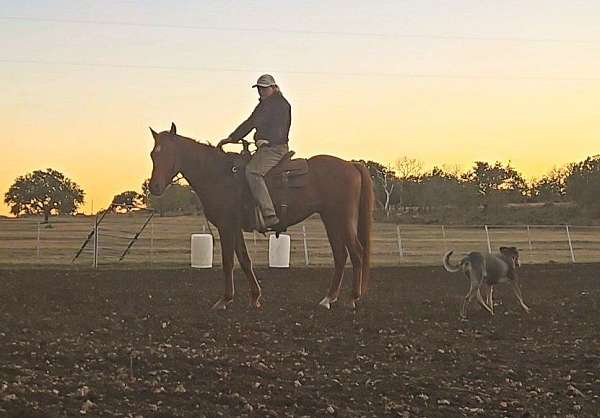 athletic-quarter-pony