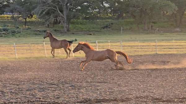 barrel-quarter-pony