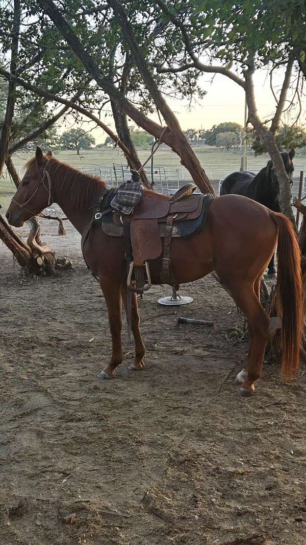 barrel-racing-quarter-pony