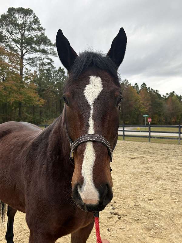 16-hand-draft-gelding