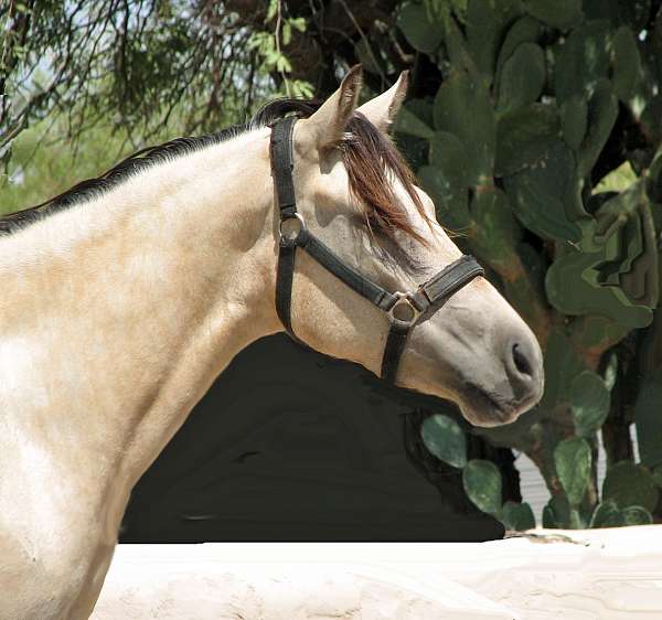 buckskin-iqpa-horse
