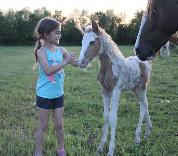 palomino-tobiano-palomino-filly-foal