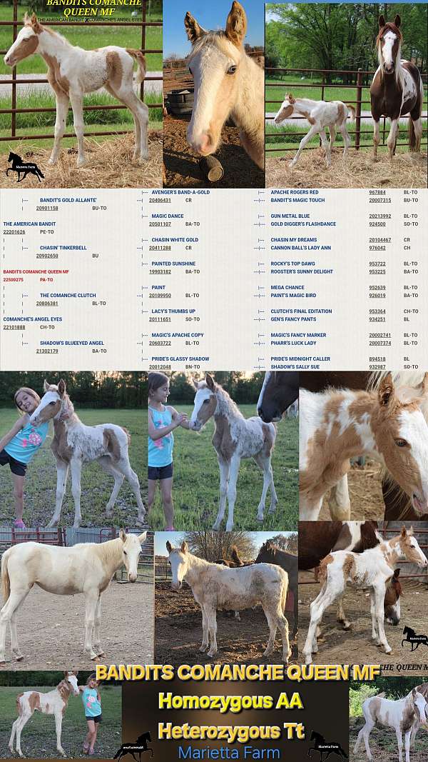 palomino-tobiano-homozygous-horse