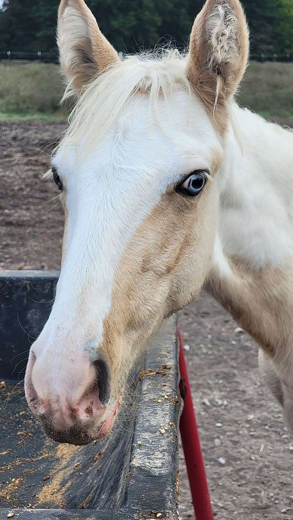 palomino-tobiano-twhbea-filly-foal