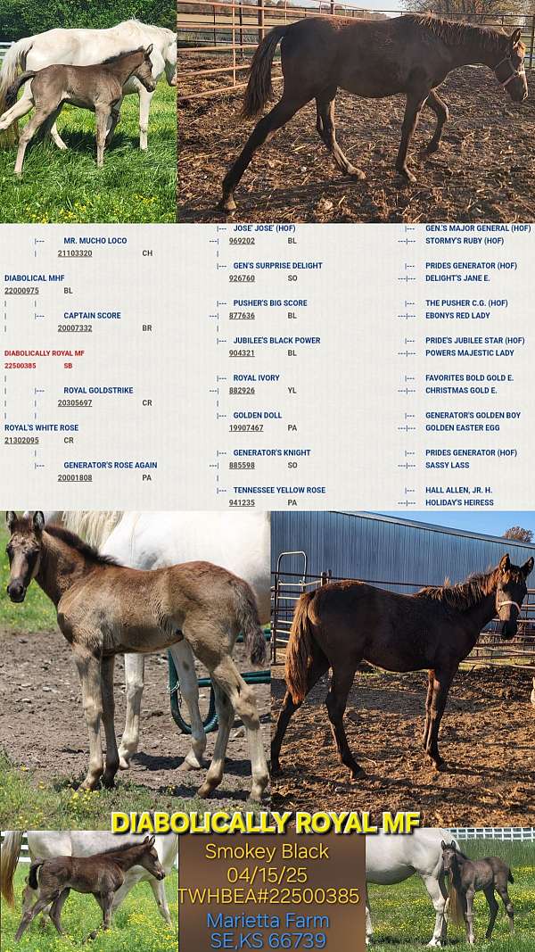 top-pedigree-tennessee-walking-horse