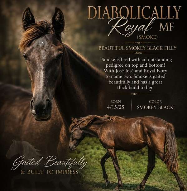 black-filly-tennessee-walking-horse