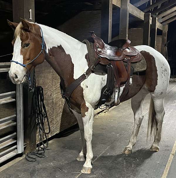 quarter-horse-mare