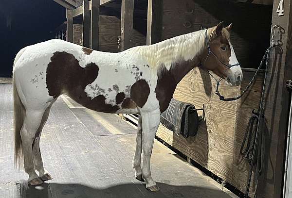 quarter-horse