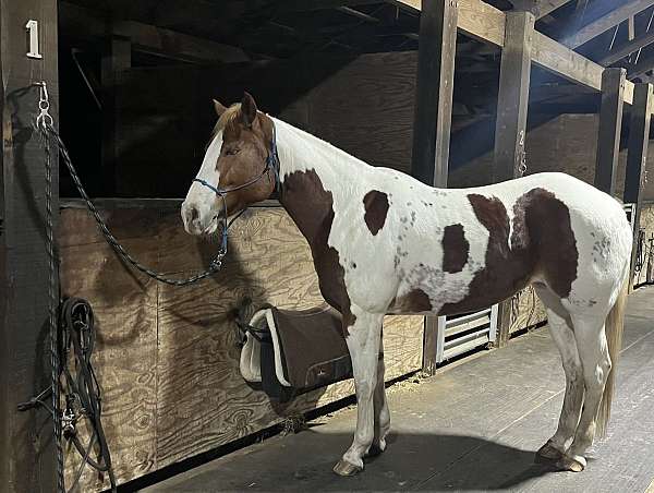 quarter-horse-for-sale