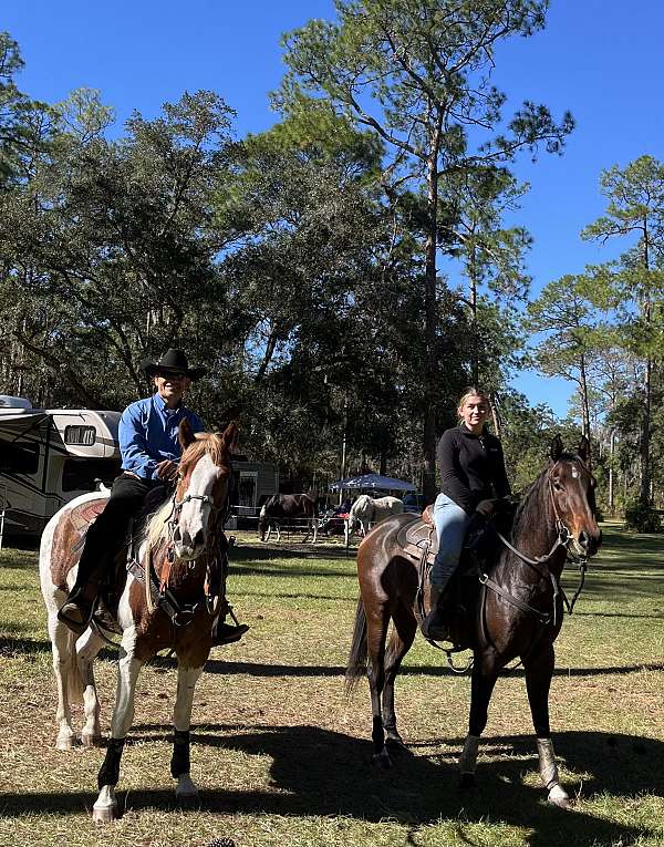 trained-horse