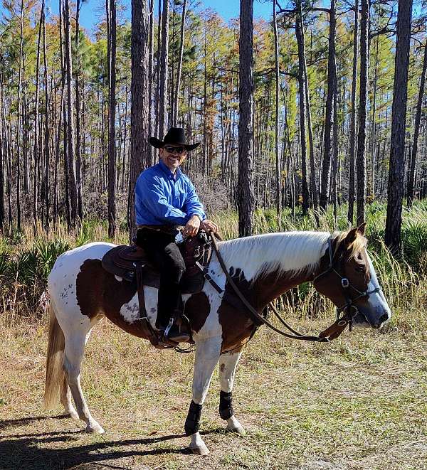 trained-mare