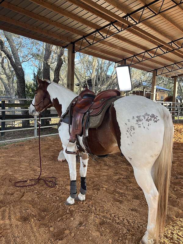 broodmare-quarter-horse