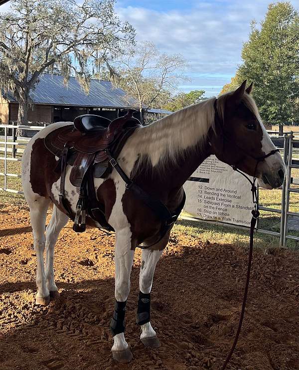 camping-quarter-horse