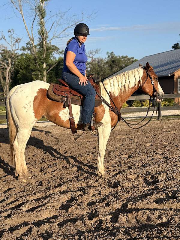 don-quarter-horse