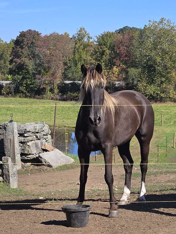 liver-chestnut-rear-white-socks-horse