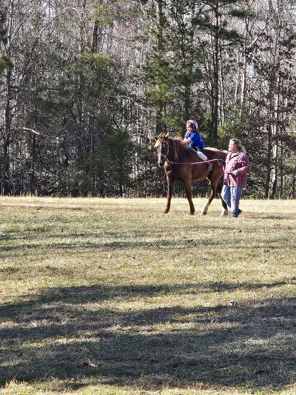 liver-chestnut-driving-kid-safe-horse