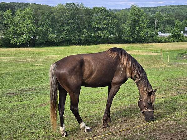driving-kid-safe-morgan-horse