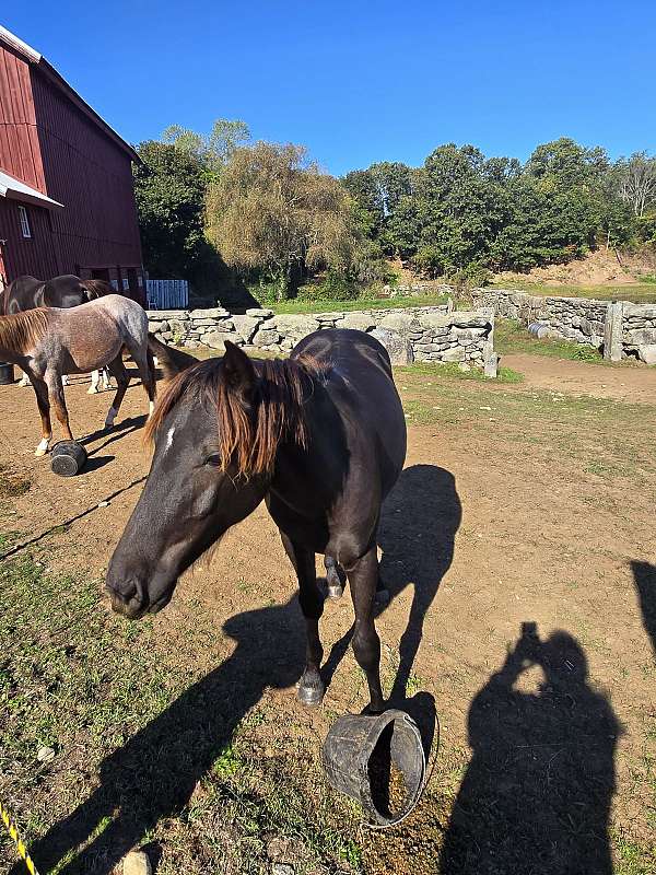 black-star-horse