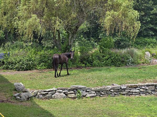 project-rescue-quarter-horse