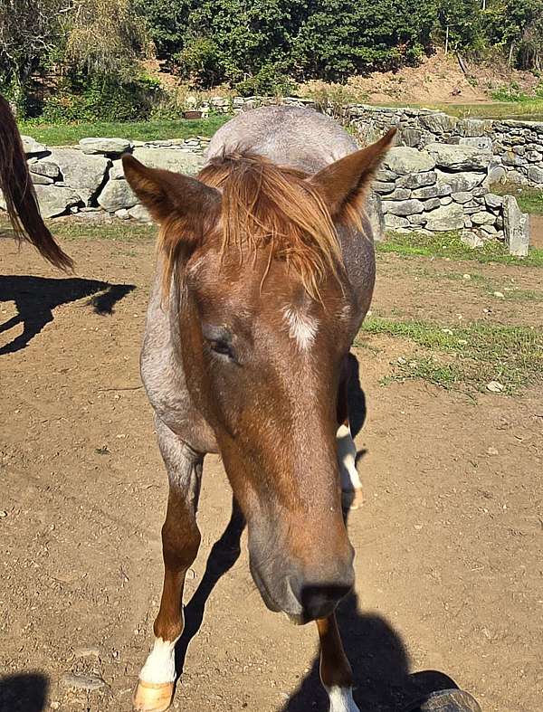 red-roan-rescue-stallion-horse