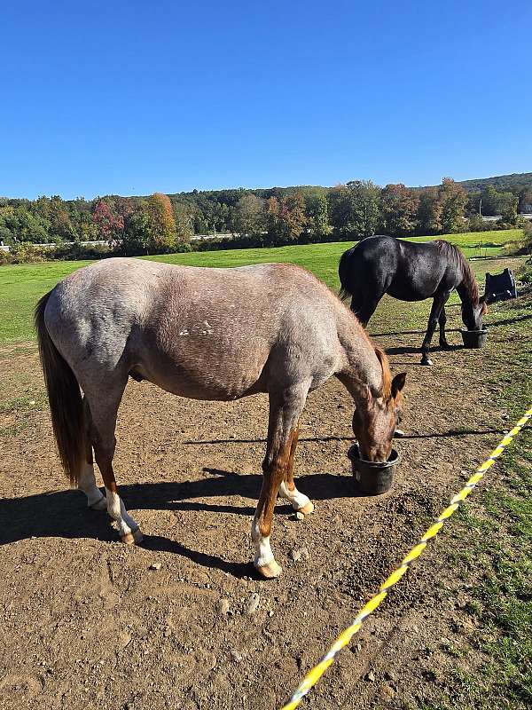 rescue-stallion-colt