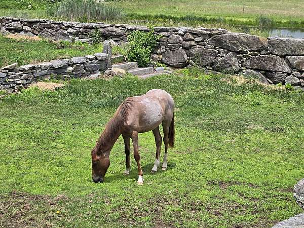 rescue-stallion-horse