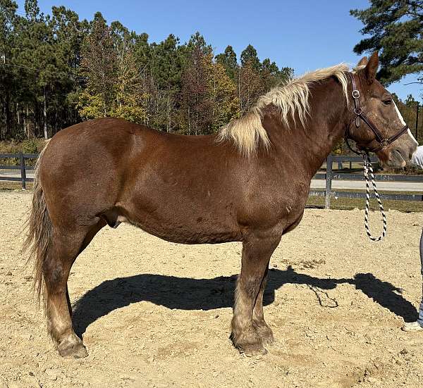 sorrel-draft-gelding