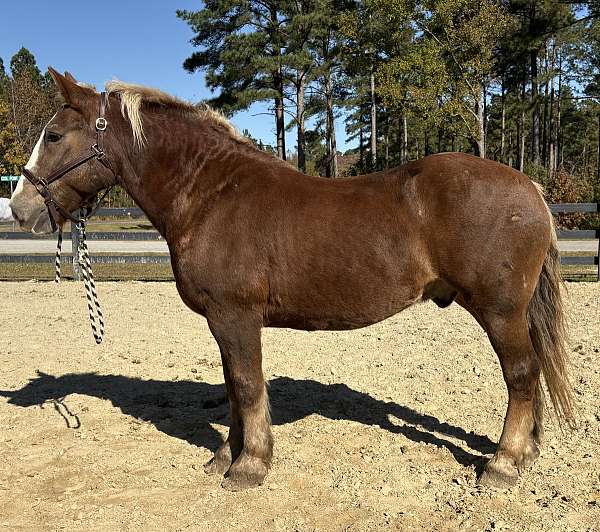 sorrel-gelding-for-sale