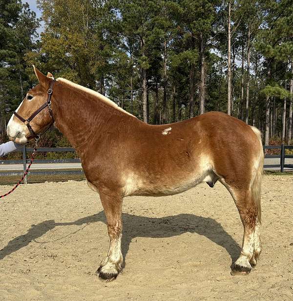 sorrel-gelding-for-sale
