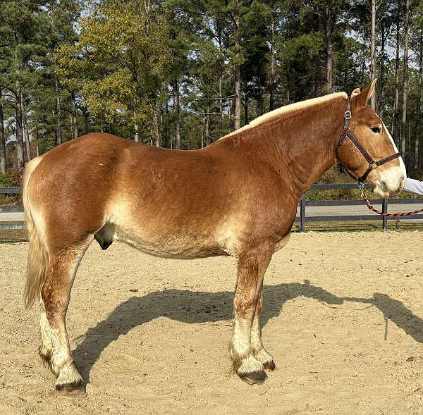 sorrel-belgian-gelding