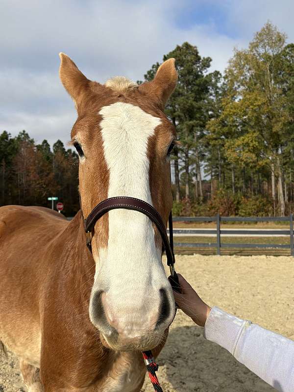 16-hand-belgian-gelding