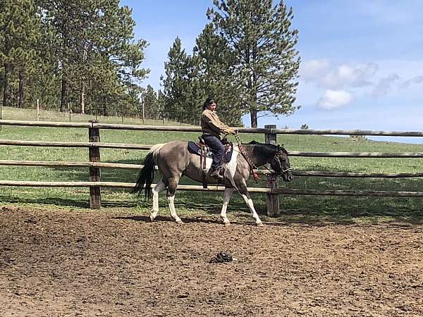 tobiano-horse
