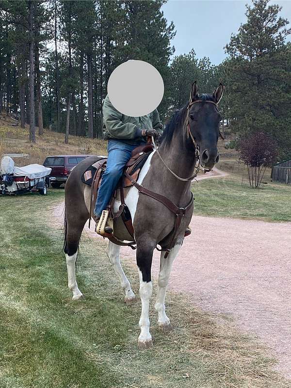 grulla-tobiano-horse