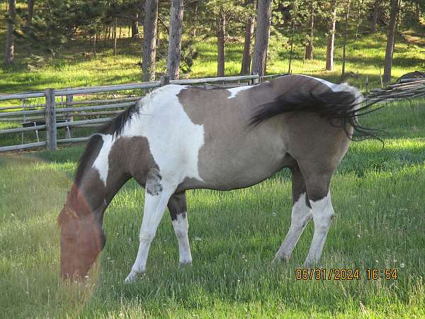 grulla-paint-horse