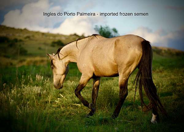 brazilian-marchador-horse