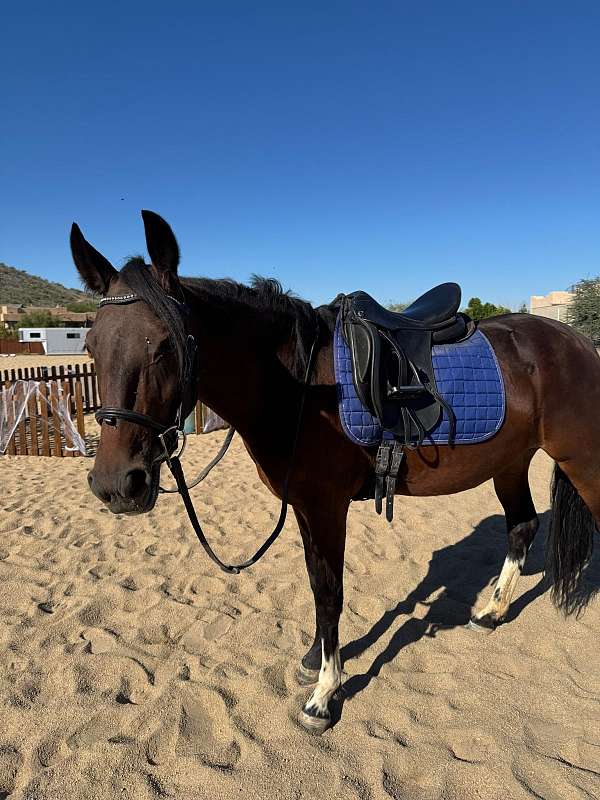 buckskin-marchador-horse