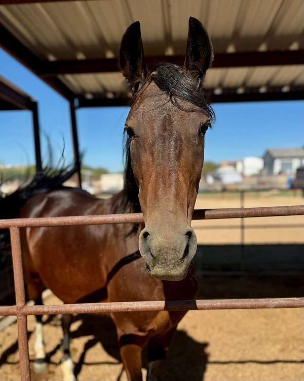 tobiano-marchador-horse