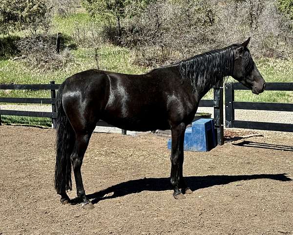 black-marchador-unborn-foal
